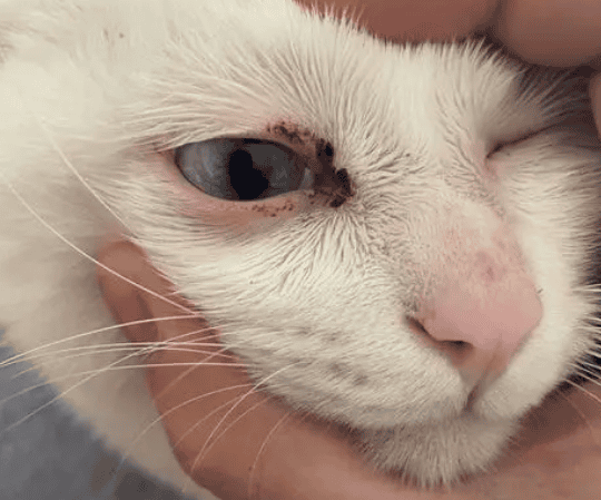  Why do cats have swollen eyes? width=