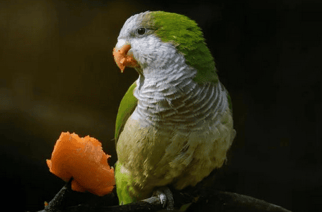 Parrots Why can parrots learn to speak human language? Is it really because of intelligence?