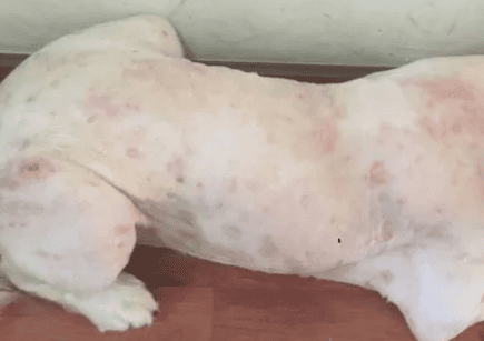 Dogs Why dogs get skin diseases