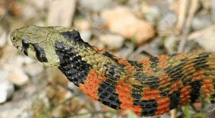 The pheasant-necked snake in Tomb Raiders actually exists! (Tiger-necked Snake)