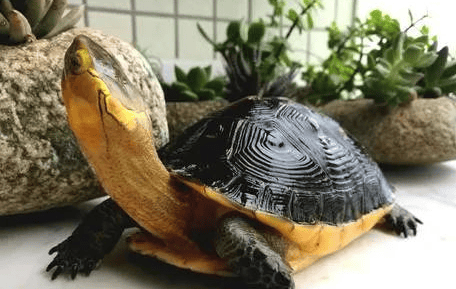 Years of practical experience from Huang Yuan Turtle friends!