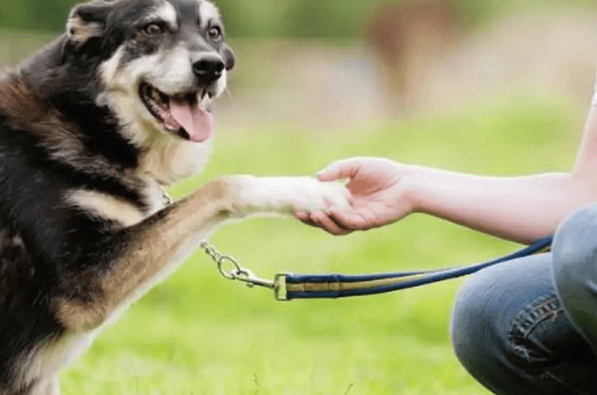 Easy to teach your dog to shake hands, you must use these steps and techniques!