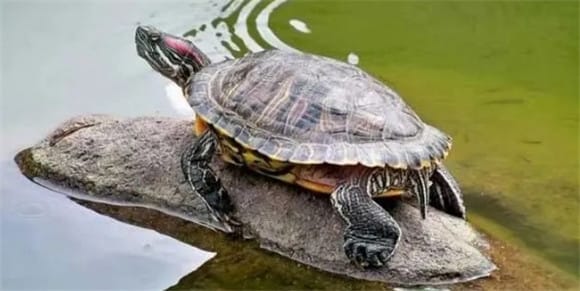  Beginner's guide to raising turtles: How much water should be put in to raise turtles? 