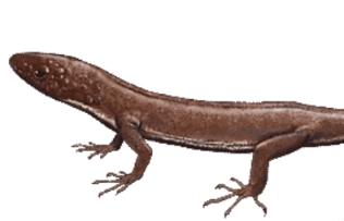  What did the gecko clan look like hundreds of millions of years ago? 