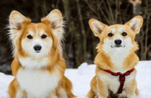 The difference between short-haired Corgi and long-haired Corgi