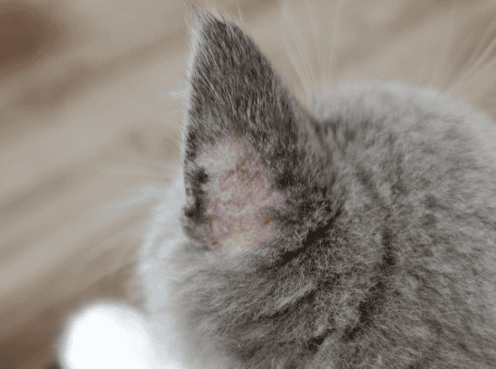 Cat Ringworm only fluoresces on the fur