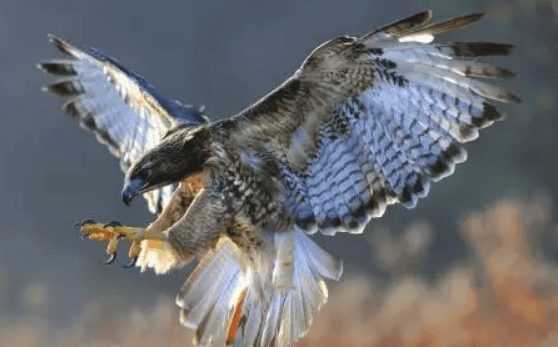 What animal is a falcon? One of the top ten birds of prey in the world