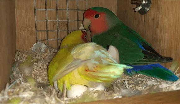 Survival rate of the first nest of peony parrots