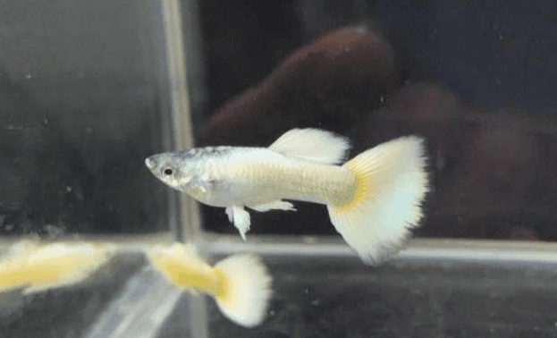 The mystery of the gender of guppies: how to accurately distinguish male from female