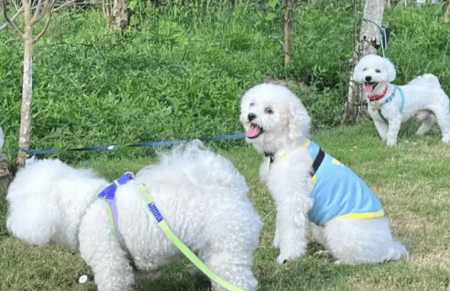 The difference between light-colored dogs and croaking dogs