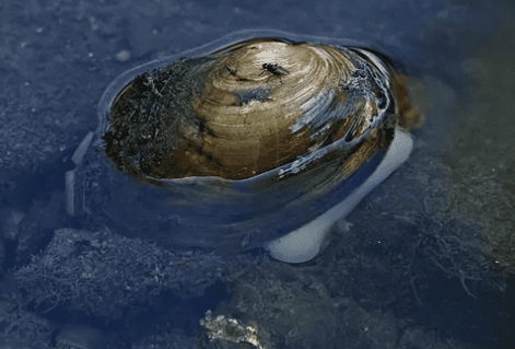  Can wild river clams be eaten? 