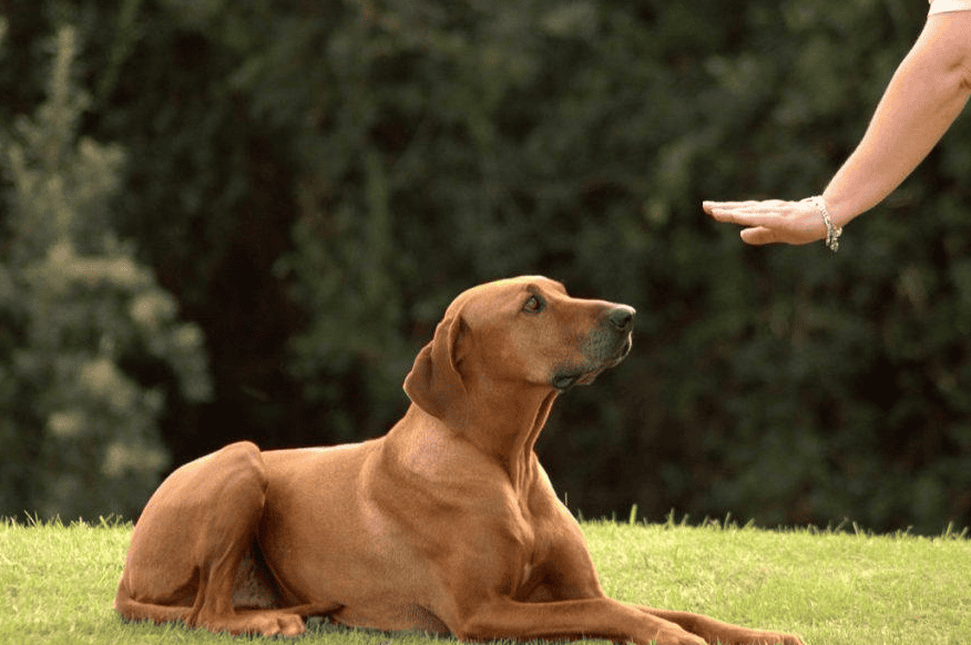 18 Tips for Dog Training Tutorial