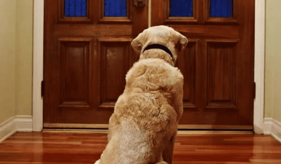 Does the dog know how long you have been gone? After watching it, it turns out that it is counting while waiting.