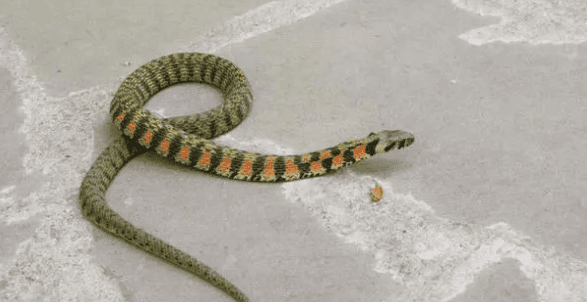 The pheasant-necked snake in Tomb Raiders actually exists! (Tiger-necked Snake)