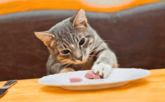 The cat goes to eat as soon as it sees its owner