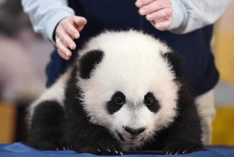 What is the status of the national treasure giant panda in the world