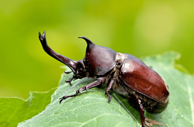 The name of the one-horned fairy Do you know its origin? 