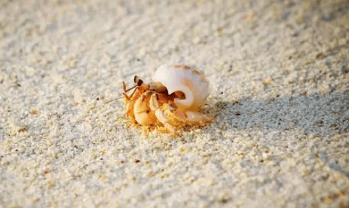 Mysterious Creatures in the Deep Ocean: Hermit Crabs