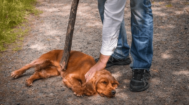 The person who threw the dog What happens to someone who throws a dog away?