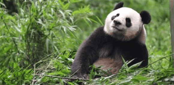 How old is a giant panda? A story about giant pandas: A journey from cub to adulthood