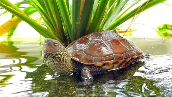 Why do many people find it difficult to raise tortoises, but turtle plants can reproduce in large quantities? 