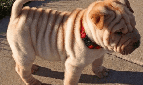 Shar Pei How much does a dog cost?