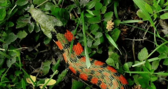 The pheasant-necked snake in Tomb Raiders actually exists! (Tiger-necked Snake)