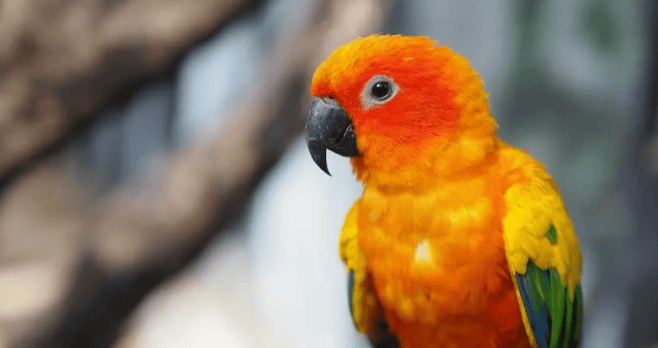 Do parrots really understand the rhythm of 