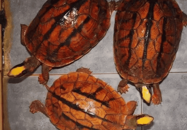 The key to successfully raising turtles: three things to note during the late spring cold