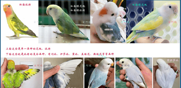  A brief discussion on the appearance characteristics of peony parrots | Basics