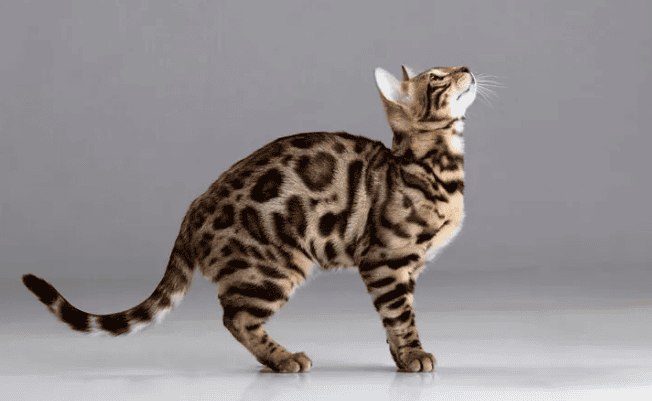 How to tame an ocelot? Is it illegal to raise an ocelot?