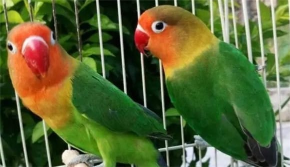 Raising How should parrots be disinfected? 