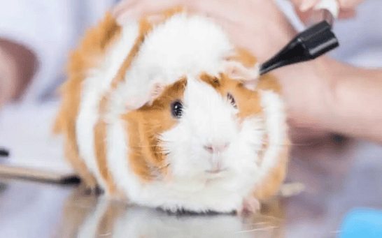 Common diseases and manifestations of guinea pigs (pneumonia, colds, bronchitis )