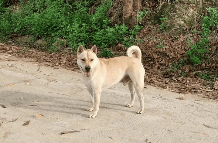 How about a yellow dog with white face