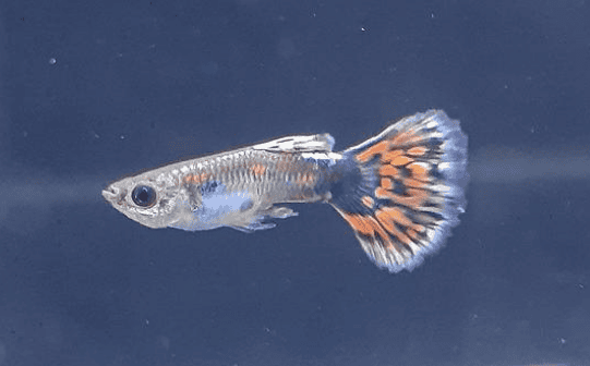 One article teaches you how to distinguish male and female guppies