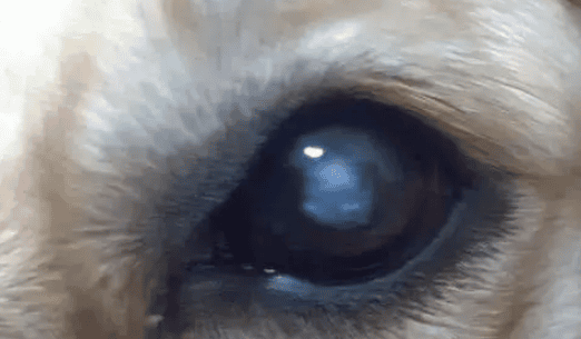 Can dog's cloudy eyes turn back?