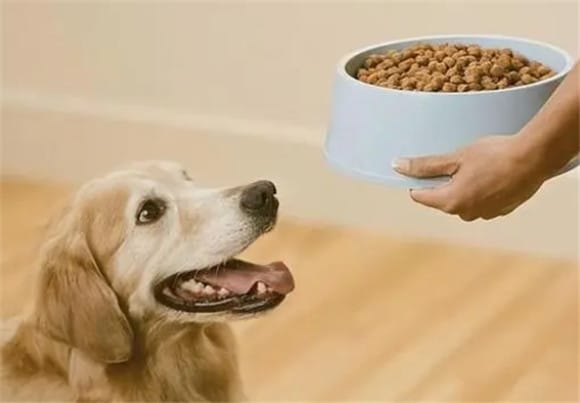 You can give it to puppies after soaking adult dog food