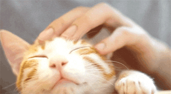 Does purring mean a cat is happy? These 8 common behaviors may have opposite meanings