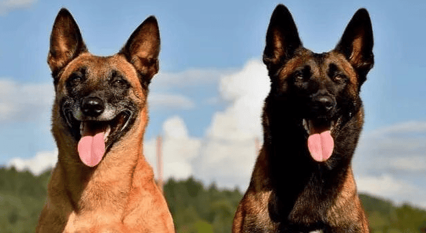 Detailed explanation of the difference between Dutch Malinois and French Malinois