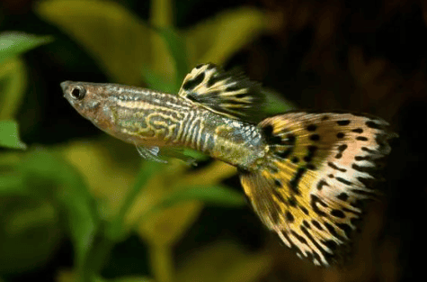 Three common problems in guppy feeding and breeding!