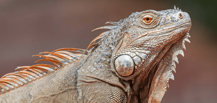 Lizard - an animal that really climbs onto land