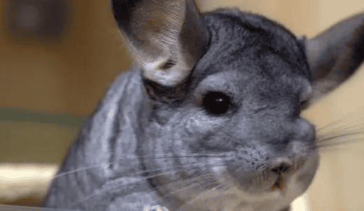 Chinchillas Some common diseases