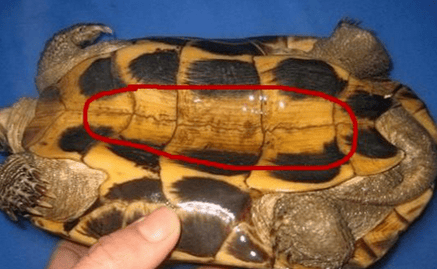 How to distinguish Male and female turtles? 