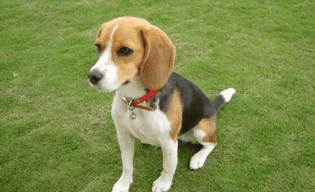 What is the reason for hair loss and redness around the eyes of dogs