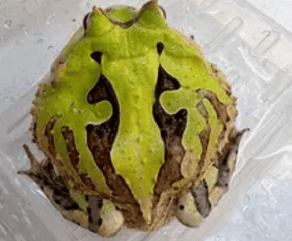  Overlord's Horned Frog (Overlord's Horned Frog's Breeding Temperature)