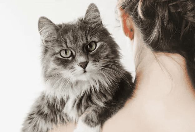 Give What should you pay attention to when feeding your cat? 