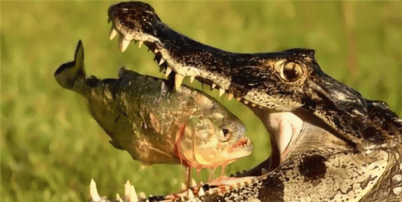 Crocodile and Piranha: A battle with no winner