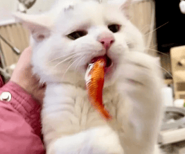 Will cats get fishbones when eating fish? Precautions for cats to eat fish