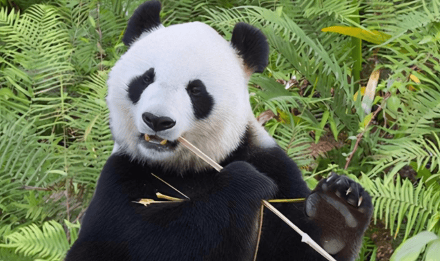 Giant pandas are so docile, do they have natural enemies in the wild?