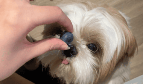 Can dogs eat blueberries?